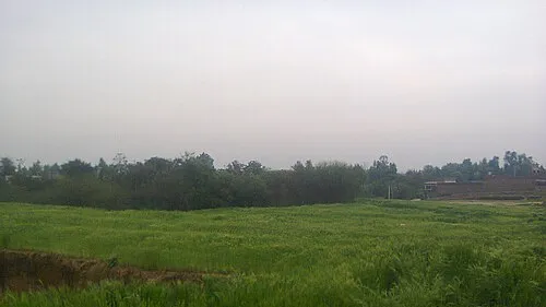 A wheat field in Pakistan