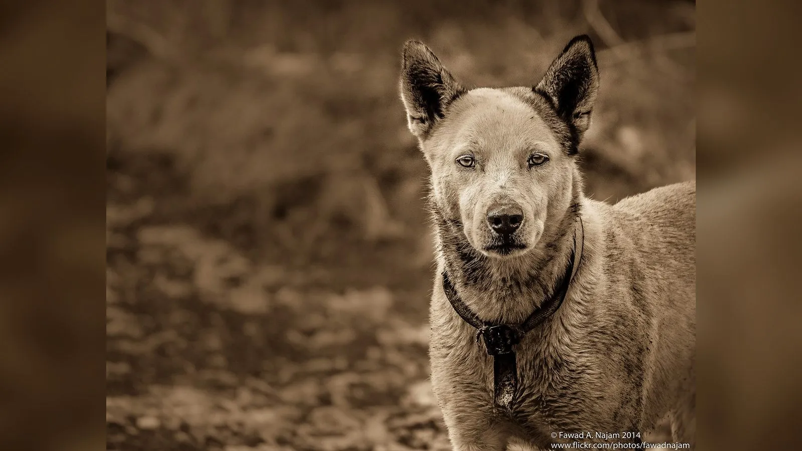 A stray dog standing on a dirt road in Pakistan