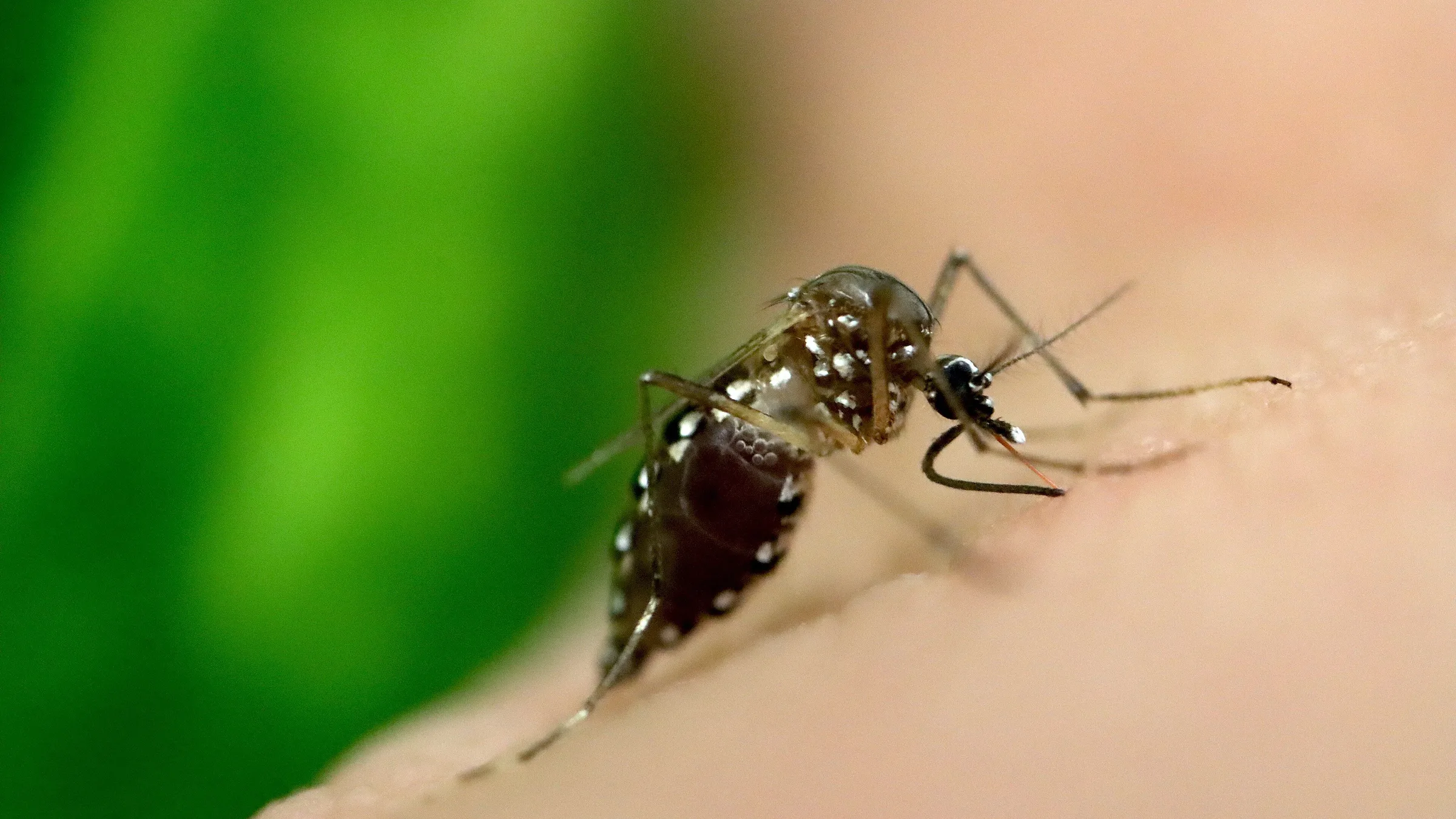 A close-up of an Aedes aegypti mosquito, which spreads dengue, feeding on human skin