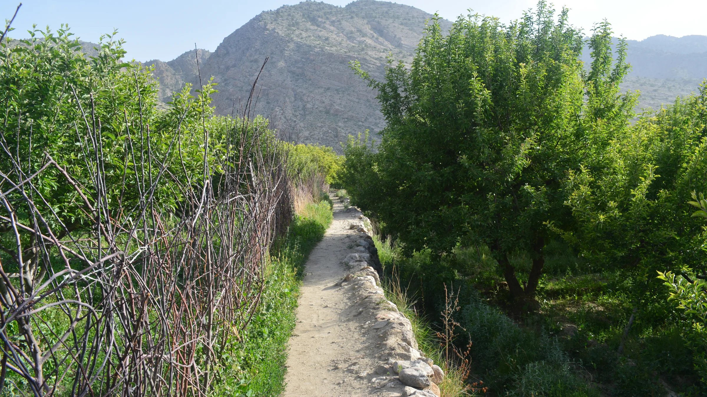 A path beside an orchard below a mountain in Balochistan