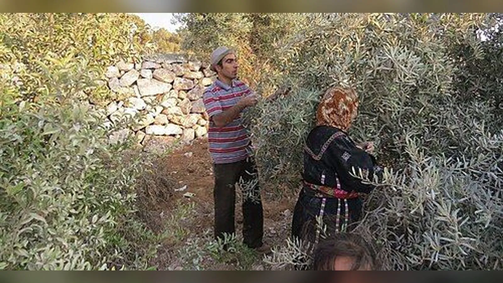 Palestinian villagers picking olives from trees in the West Bank